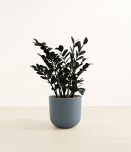 Load image into Gallery viewer, Iron Gray*****Profile