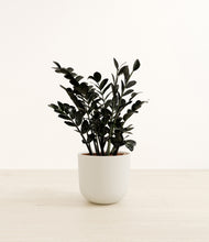 Load image into Gallery viewer, Natural Bamboo*****Profile