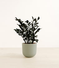 Load image into Gallery viewer, Sage Green*****Profile