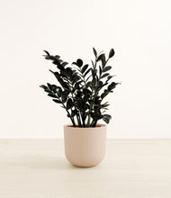 Load image into Gallery viewer, Sandy Pink*****Profile