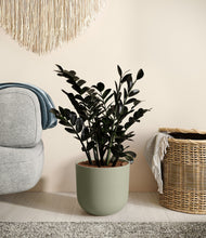 Load image into Gallery viewer, Sage Green