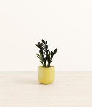 Load image into Gallery viewer, Key Lime Yellow*****Profile