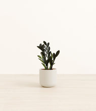 Load image into Gallery viewer, Cotton White*****Profile