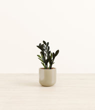 Load image into Gallery viewer, Sage Green*****Profile