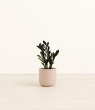 Load image into Gallery viewer, Sandy Pink*****Profile