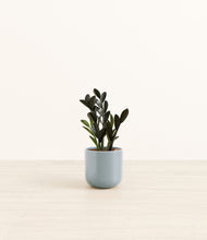 Load image into Gallery viewer, Misty Blue*****Profile