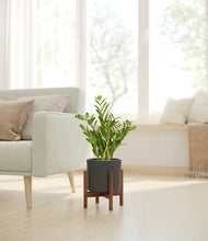 Load image into Gallery viewer, Dark Olive stand:walnut