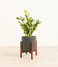 Load image into Gallery viewer, Dark Olive stand:walnut