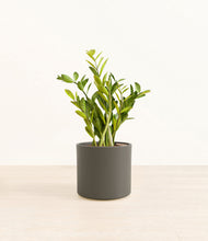 Load image into Gallery viewer, Dark Olive*****Profile