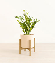 Load image into Gallery viewer, Cream stand:bamboo