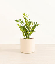 Load image into Gallery viewer, Cream*****Profile