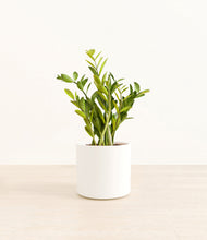 Load image into Gallery viewer, White*****Profile