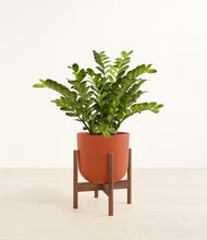 Load image into Gallery viewer, Earth Red stand:walnut