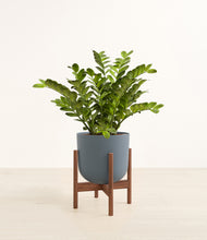 Load image into Gallery viewer, Iron Gray stand:walnut