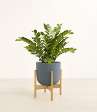 Load image into Gallery viewer, Iron Gray stand:bamboo