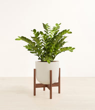 Load image into Gallery viewer, Natural Bamboo stand:walnut