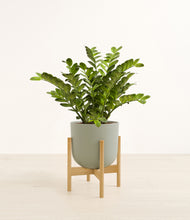 Load image into Gallery viewer, Sage Green stand:bamboo