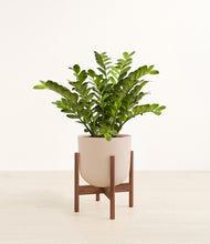 Load image into Gallery viewer, Sandy Pink stand:walnut