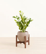 Load image into Gallery viewer, Desert Brown stand:walnut