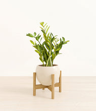 Load image into Gallery viewer, Shiny EggWhite stand:bamboo