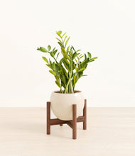 Load image into Gallery viewer, Shiny EggWhite stand:walnut