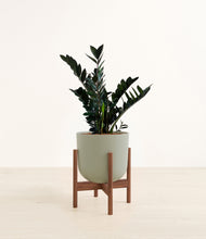 Load image into Gallery viewer, Sage Green stand:walnut