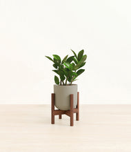 Load image into Gallery viewer, Sage Green stand:walnut