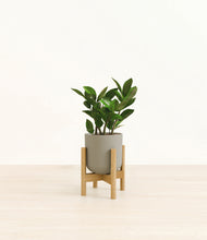 Load image into Gallery viewer, Sage Green stand:bamboo
