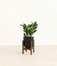 Load image into Gallery viewer, Stone Black stand:walnut