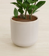 Load image into Gallery viewer, Snowdrift White stand:all