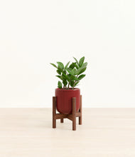 Load image into Gallery viewer, Striped Cherry Red stand:walnut