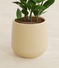 Load image into Gallery viewer, Almond Green stand:all