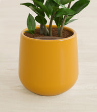 Load image into Gallery viewer, Mustard stand:all