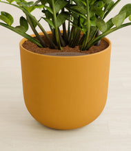 Load image into Gallery viewer, Sunset Orange stand:all