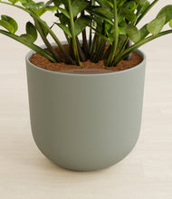 Load image into Gallery viewer, Sage Green stand:all