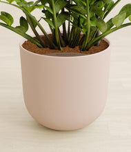 Load image into Gallery viewer, Sandy Pink stand:all