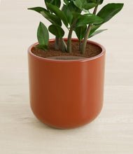 Load image into Gallery viewer, Earth Red stand:all