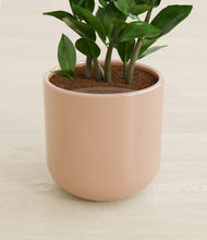 Load image into Gallery viewer, Glossy Pink stand:all