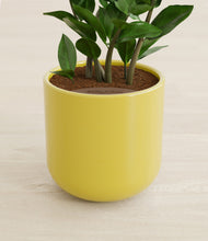 Load image into Gallery viewer, Key Lime Yellow stand:all