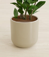 Load image into Gallery viewer, Sage Green stand:all