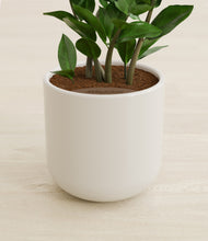 Load image into Gallery viewer, Cotton White stand:all