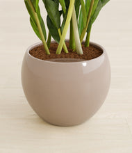 Load image into Gallery viewer, Desert Brown stand:all