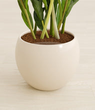 Load image into Gallery viewer, Shiny EggWhite stand:all