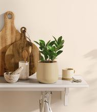 Load image into Gallery viewer, Almond Green