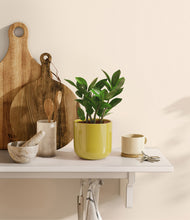 Load image into Gallery viewer, Key Lime Yellow