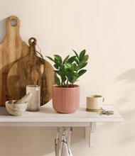 Load image into Gallery viewer, Striped Rose Pink