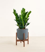 Load image into Gallery viewer, Iron Gray stand:walnut