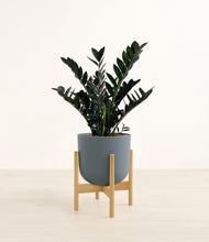 Load image into Gallery viewer, Iron Gray stand:light