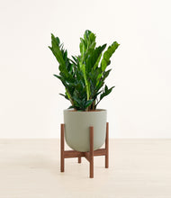 Load image into Gallery viewer, Sage Green stand:walnut