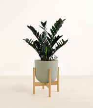 Load image into Gallery viewer, Sage Green stand:light